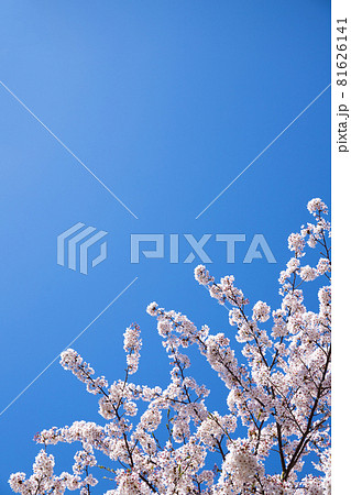 桜の花と青空のシンプルな素材 桜の花と青空のシンプルな素材 81626141