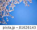 桜の花と青空のシンプルな素材 81626143