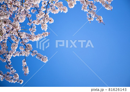 桜の花と青空のシンプルな素材 81626143