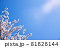 桜の花と青空のシンプルな素材 81626144