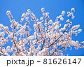 桜の花と青空のシンプルな素材 81626147