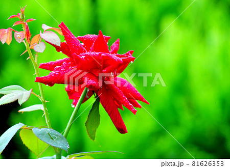雨粒を纏った深紅の薔薇 色鮮やかな真紅の薔薇一輪の写真素材 雨粒を纏った深紅の薔薇 色鮮やかな真紅の薔薇一輪の写真素材