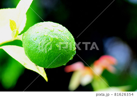 雨露纏うレモンの実(黒背景）　　一つ実ったレモンの実 81626354
