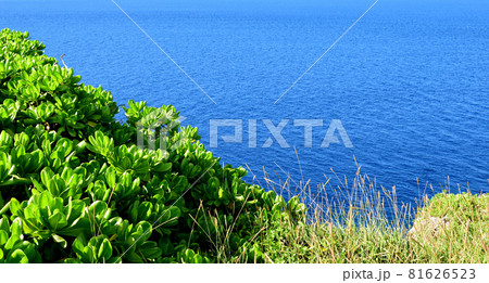 晴れた日の大海原と植物／沖縄県読谷村残波 81626523