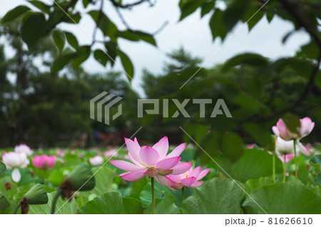 猿賀公園の蓮の花 猿賀公園の蓮の花 81626610