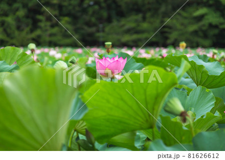 猿賀公園の蓮の花 猿賀公園の蓮の花 81626612