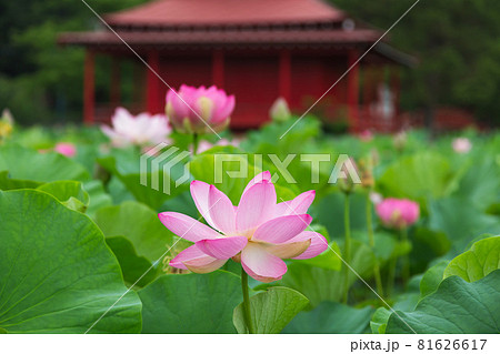 猿賀公園の蓮の花 猿賀公園の蓮の花 81626617