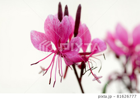 赤いガウラの花の写真素材