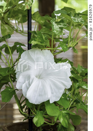 変化朝顔648 81626979