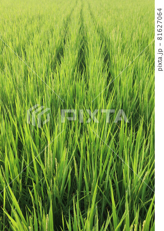 イネの出穂(開花) イネの出穂(開花) 81627064