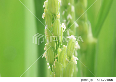 イネの出穂(開花) イネの出穂(開花) 81627066