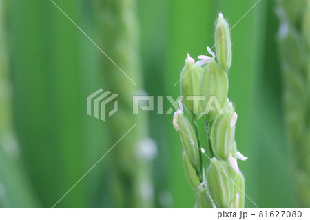 イネの出穂(開花) イネの出穂(開花) 81627080