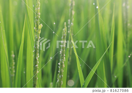 イネの出穂(開花) イネの出穂(開花) 81627086