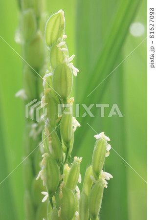 イネの出穂(開花) イネの出穂(開花) 81627098