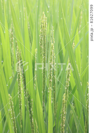 イネの出穂(開花) イネの出穂(開花) 81627099