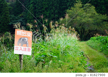 富山県南砺市の登山道脇にある熊注意の立て看板とススキ 富山県南砺市の登山道脇にある熊注意の立て看板とススキ 81627900