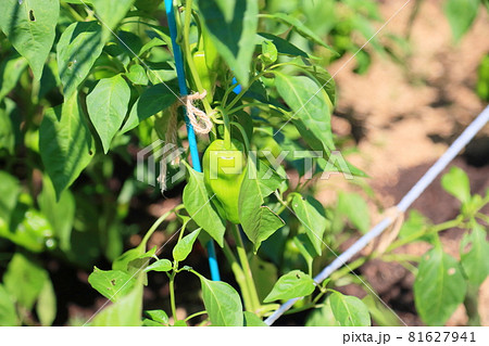 ピーマンの実 81627941