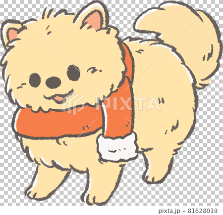 じっと見ているポメラニアンのイラスト(クリスマス) じっと見ているポメラニアンのイラスト(クリスマス) 81628019