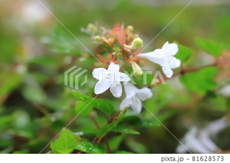 アベリアの花 81628573
