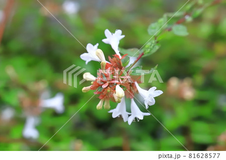 アベリアの花 81628577