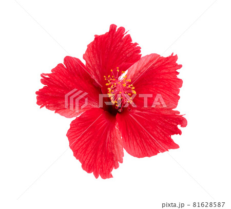 red hibiscus isolated on white 81628587