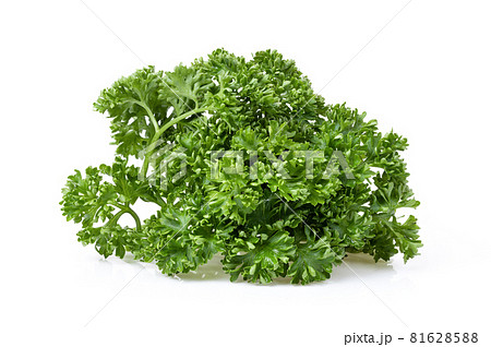 Fresh Parsley isolated on white Fresh Parsley isolated on white 81628588