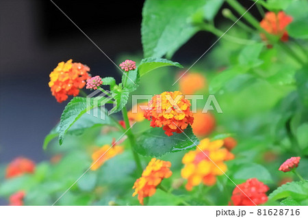 オレンジと黄色のランタナの花 オレンジと黄色のランタナの花 81628716