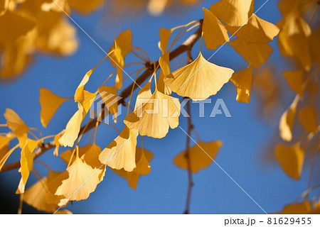 イチョウの木 2023.11.04 『イチョウ並木』 ・ イチョウの黄色も好き