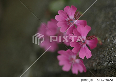 フクロナデシコの花 フクロナデシコの花 81629828
