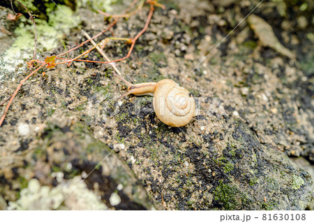 カタツムリ かたつむり 虫 カタツムリ かたつむり 虫 81630108