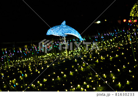 イルミネーションのイルカ 81630233