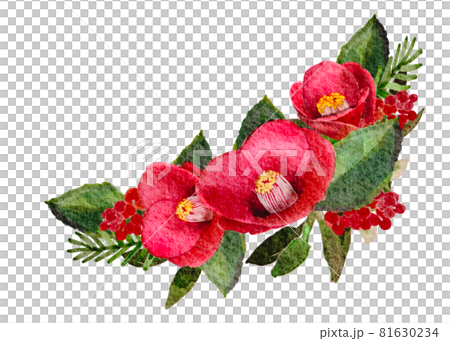 水彩で描かれた椿の花 81630234