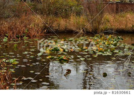 晩秋　池の風景 81630661