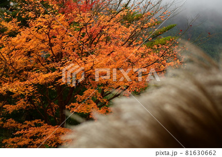 紅葉　もみじ　ススキ 81630662