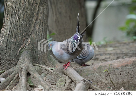 レンジャクバト レンジャクバト 81630896