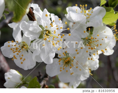 プルーンの花 81630956