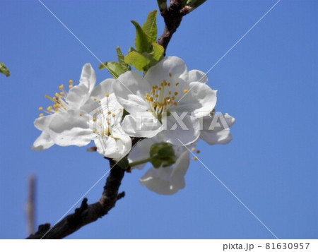 プルーンの花 プルーンの花 81630957