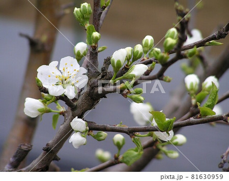 プルーンの花 プルーンの花 81630959