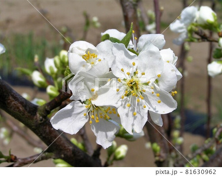 プルーンの花の写真素材