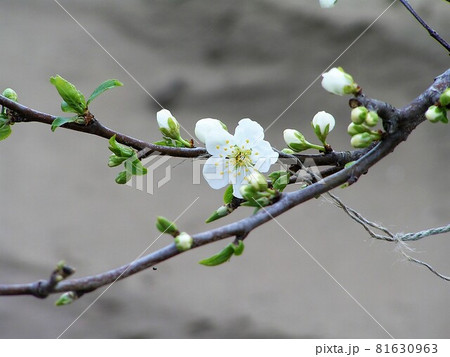 プルーンの花 81630963
