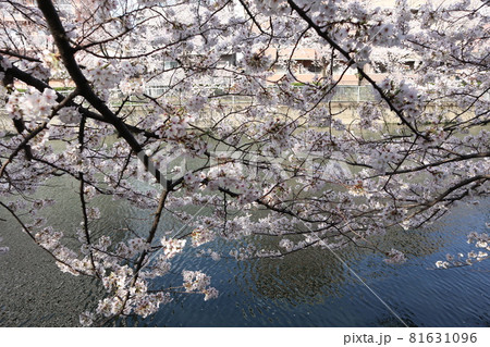 門前仲町 大横川の桜 門前仲町 大横川の桜 81631096