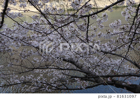 門前仲町 大横川の桜 門前仲町 大横川の桜 81631097