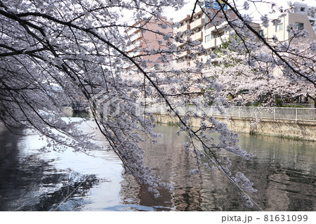 門前仲町　大横川の桜 81631099