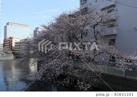 門前仲町 大横川の桜 門前仲町 大横川の桜 81631101
