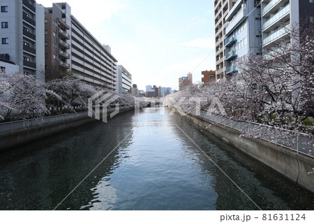 門前仲町 大横川の桜 門前仲町 大横川の桜 81631124