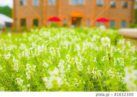 イングリッシュガーデン 81632300