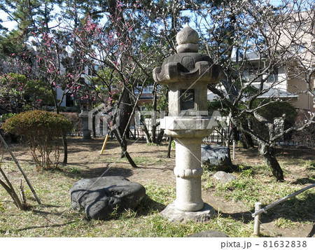 梅が咲く茅ヶ崎市の高砂緑地（松籟庵前庭） 81632838