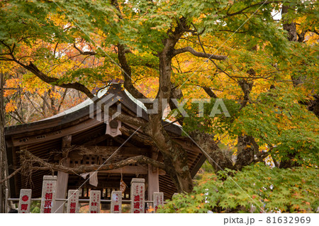 丹沢大山の紅葉 丹沢大山の紅葉 81632969