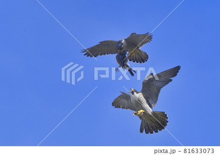 捕獲した獲物（カケス）を空中で渡すハヤブサの番 81633073