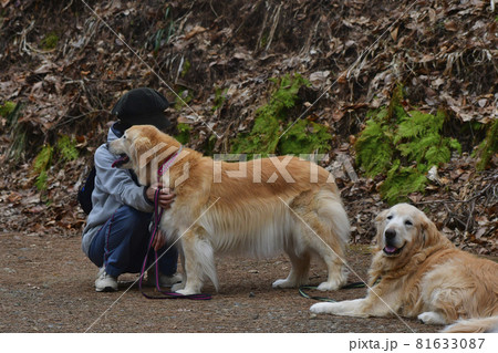 ゴールデンリトリバー2匹と散歩 81633087